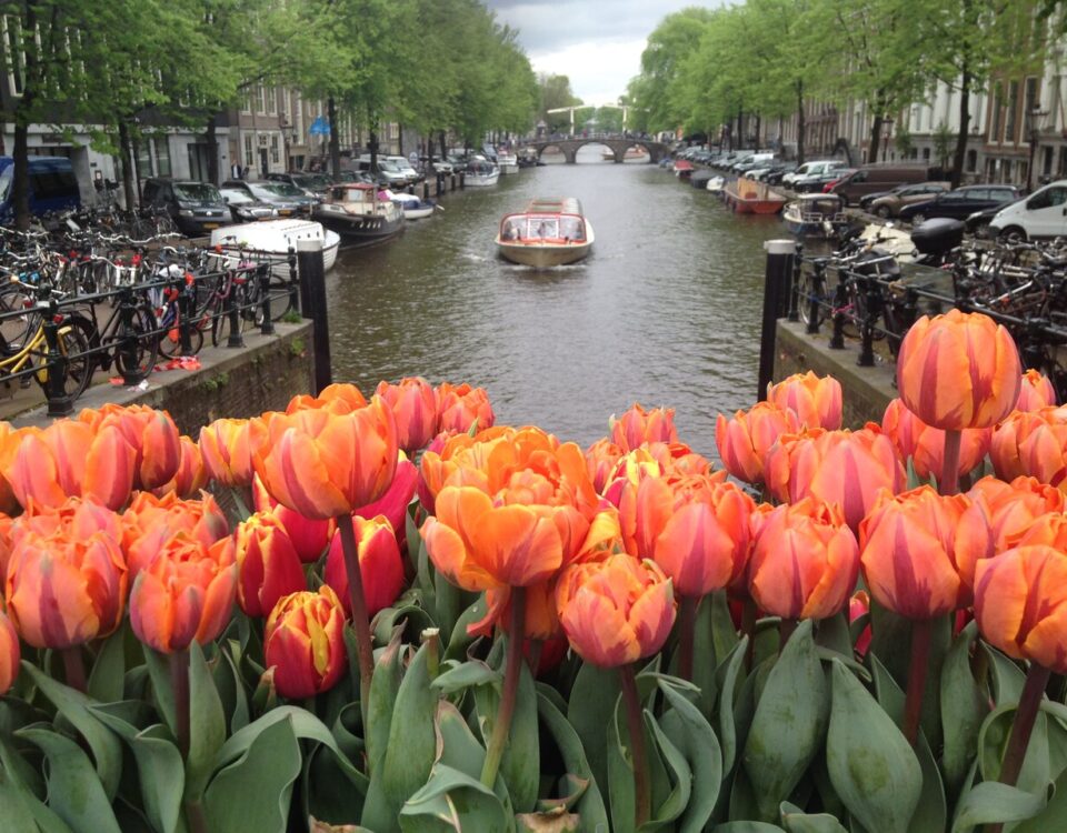 Kleurrijke tulpen in Amsterdam
