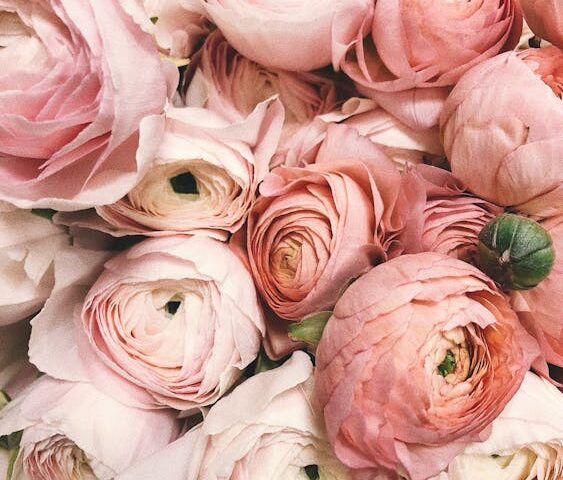 Kleurrijke tulpenvelden in bloei tijdens het Amsterdam Tulpenfestival